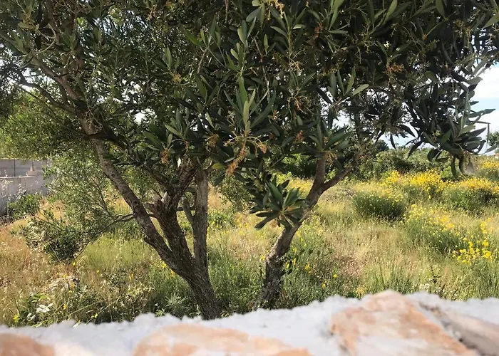 Neva ヴォディツェ